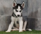 Sibisk husky tata na prodej