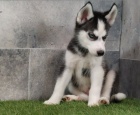 Sibisk husky tata na prodej