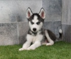 Sibisk husky tata na prodej