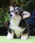 Predm teniatka welsh corgi pembroke s PP