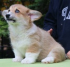 Predm teniatka welsh corgi pembroke s PP