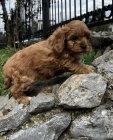 Cavapoo tata na prodej