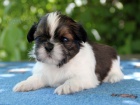 Shih-tzu, i-tzu ttka s PP FCI