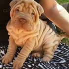 Prodm zdrav tata okovan shar-pei.