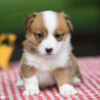 Prodm tata Pembroke Welsh Corgi.