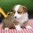 Prodm tata Pembroke Welsh Corgi.