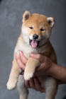 Prodm tata shiba inu