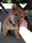 Prodm tata shiba inu