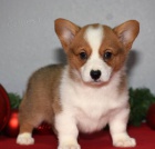 Prodám štěňata Pembroke Welsh Corgi.