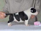 Prodám štěňata mini bulteriéra