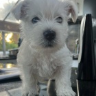 Prodm mini mini tata West Highland White Terriers