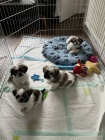 Prodm tata SHIH TZU