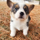 Prodm tata Pembroke Welsh Corgi.