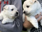 Prodm tata West Highland White Terriers