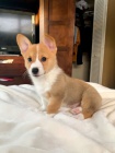 Prodm tata Pembroke Welsh Corgi.