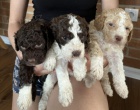 Lagotto Romagnolo tata