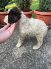 Lagotto Romagnolo tata