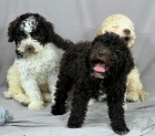 Lagotto Romagnolo KRSN ttka