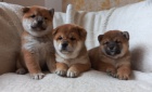 Shiba inu