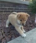 tata shiba inu