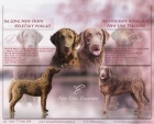 Chesapeake bay retriever s PP(jako hnd labrador)