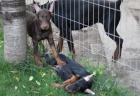 DOBERMAN tata na prodej