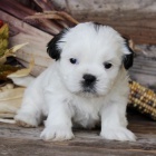Prodám štěňata SHIH TZU