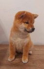 Shiba Inu tata