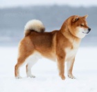 Shiba Inu tata