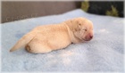 Labradorsk retriever - smetanov ttka s PP