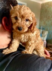 Rozkon tata F1 Cavapoo.