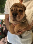 Prodm zdrav tata okovan shar-pei.