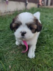 Prodm tata SHIH TZU