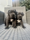 Prodm italsk tata Cane Corso