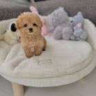 Štěňata toy pudla k adopci.
