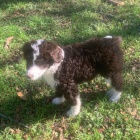 Prodm zdrav tata MINI Aussiedoodle.