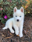 Prodám štěňata Pomskies (kříženec sibiřský husky a pomeranian)