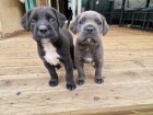 Prodám zdravá očkovaná štěňata italského Cane Corso