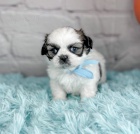 Prodm hygienicky a sociln vykolen tata SHIH TZU