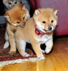 Prodm tata shiba inu