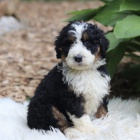 Prodám zdravá a očkovaná štěňata mini hraček Bernedoodle.