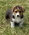 corgi, americká štěňata