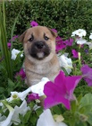 štěňata shiba inu