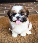 štěňata shih tzu