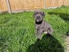 Prodám zdravá očkovaná štěňata italského Cane Corso