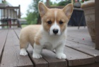 krsn a andlsk tata Pembroke Welsh Corgi na prodej.