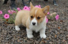 krásná a andělská štěňata Pembroke Welsh Corgi na prodej.