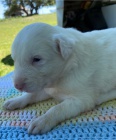 tata Border Collie