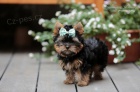 Yorkshire terrier s PP (rodokmeny)