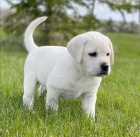 Labradorsk retriever s pp ~ pejsky a Fenku